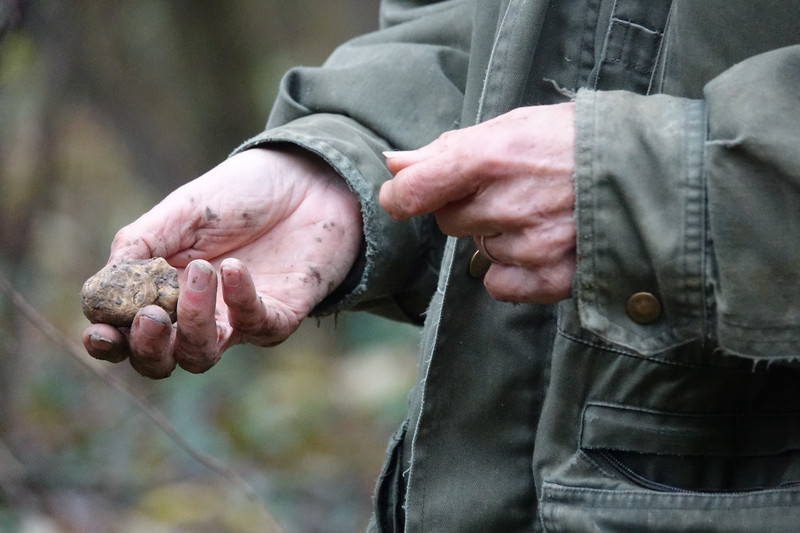 white truffle hunter italy
