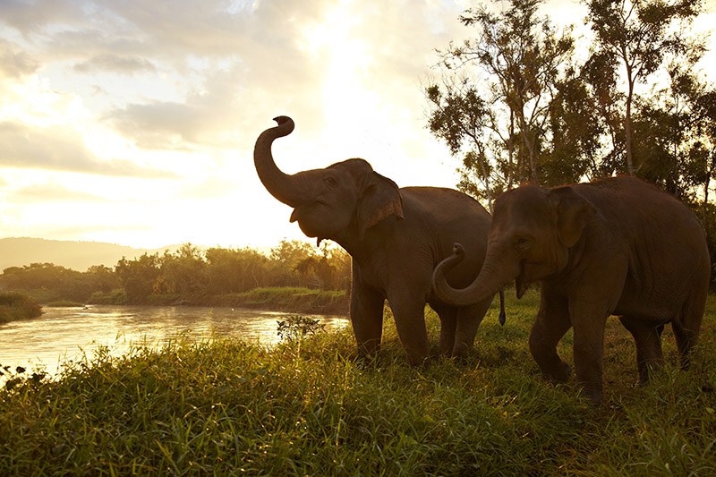 elephants by a river at Anantara Golden Triangle Elephant Camp and Resort