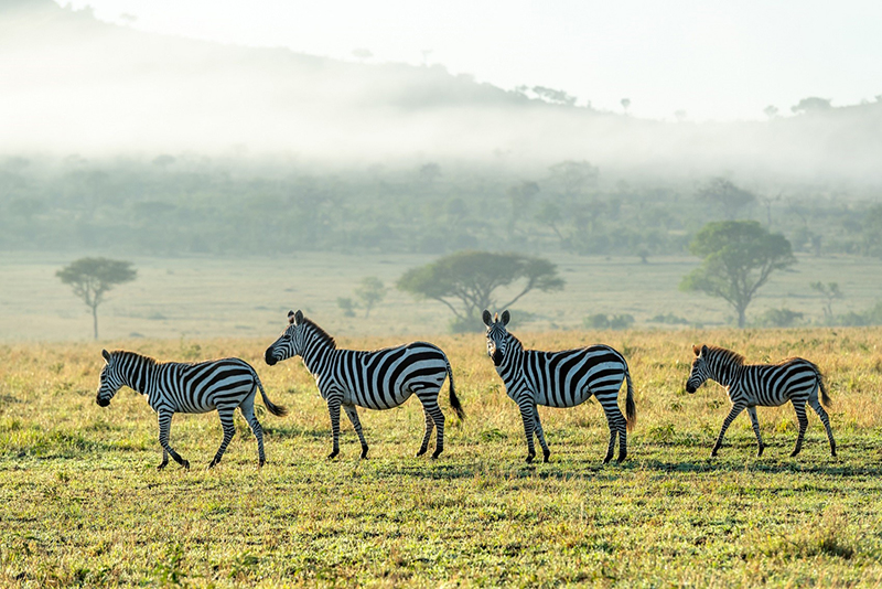 zebras in the Serengeti