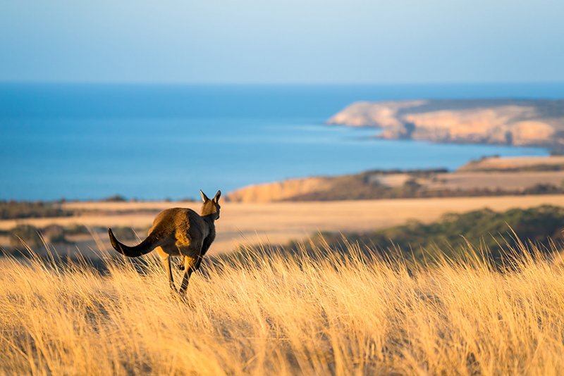 Kangaroo in Middle River South Australia