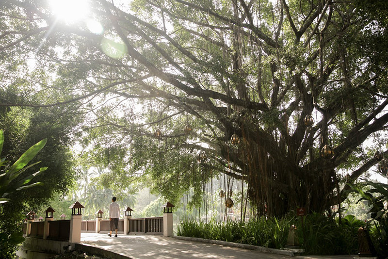 Man walking under a banyan tree -- Banyan Tree Group