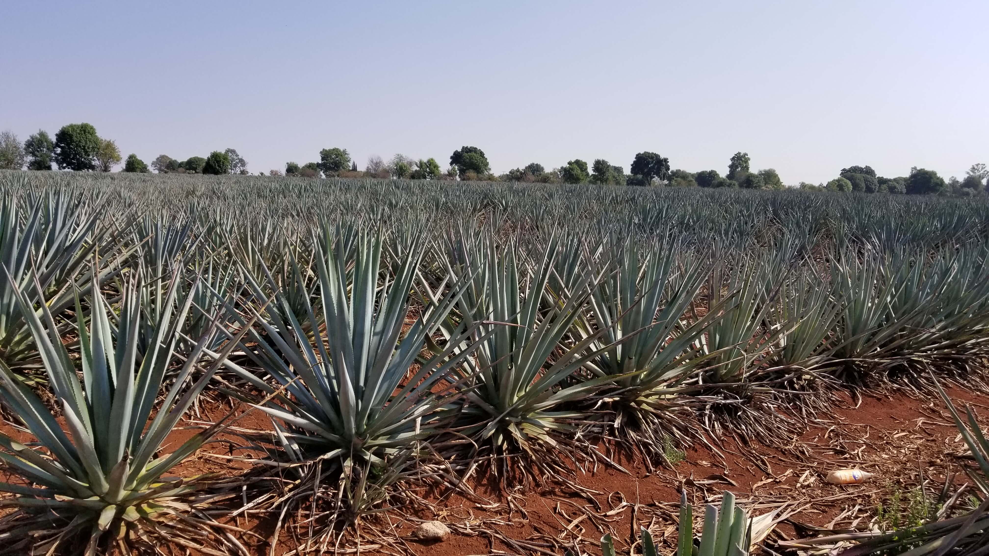 Agave field for Patron Tequila