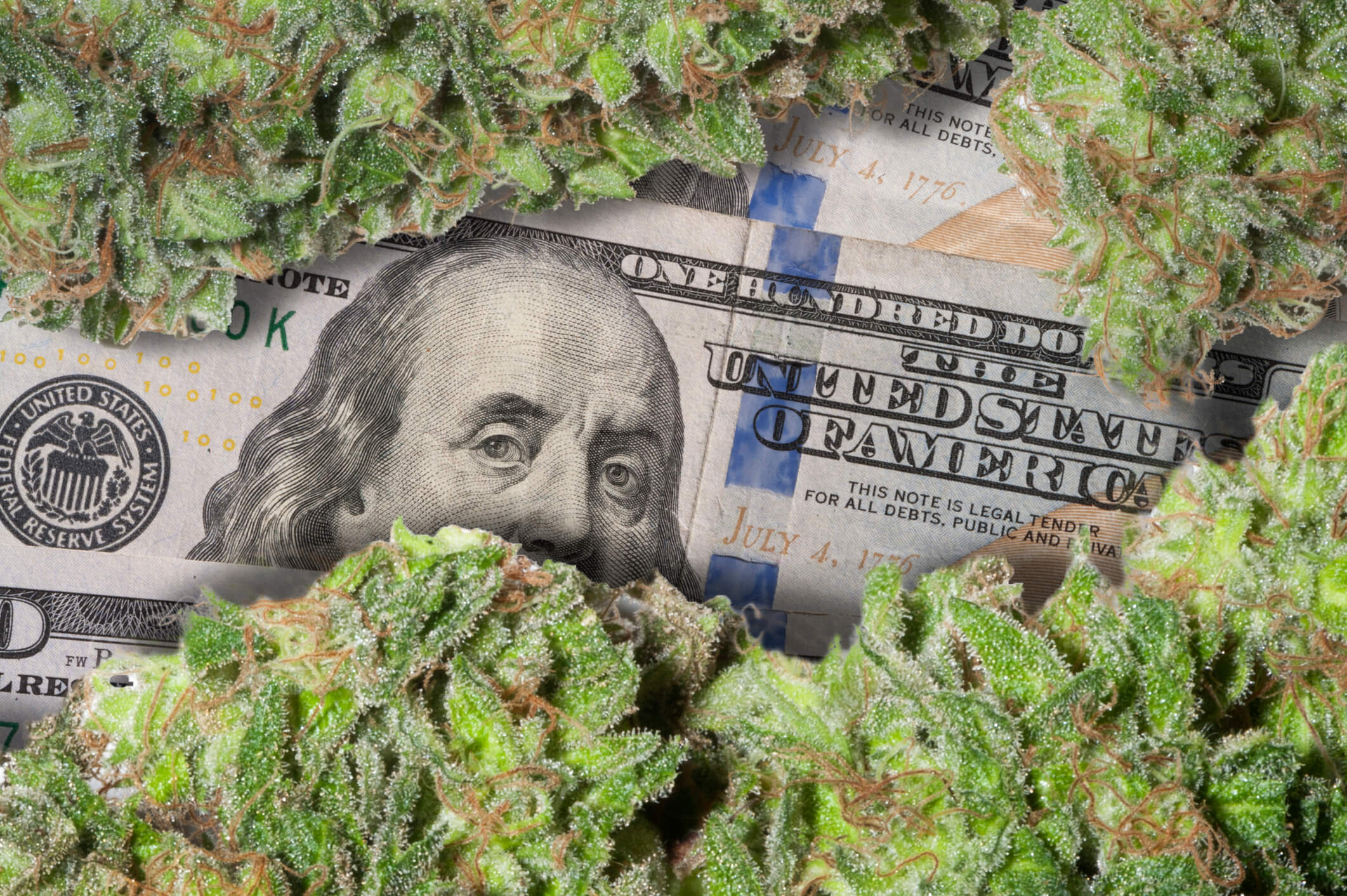 Cannabis surrounding a 100 bill