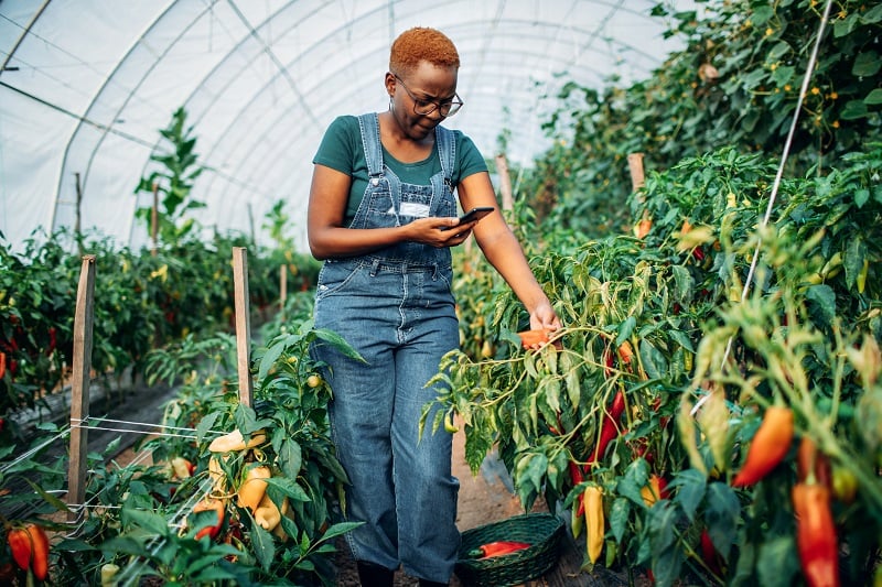 A woman checks on produce in her greenhouse