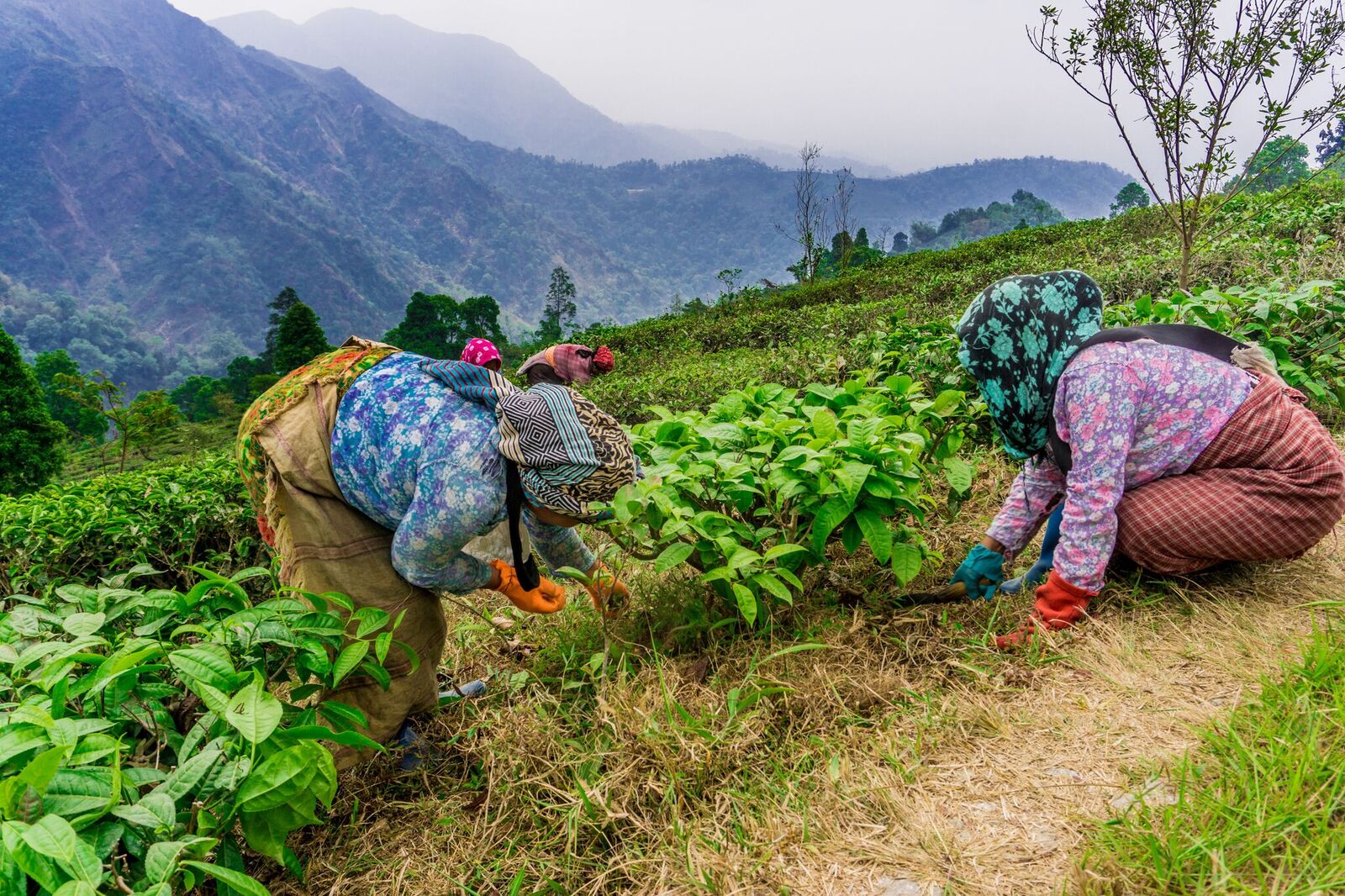 tea-workers-Indiajpeg