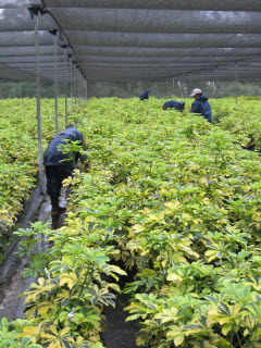 Workers pruning