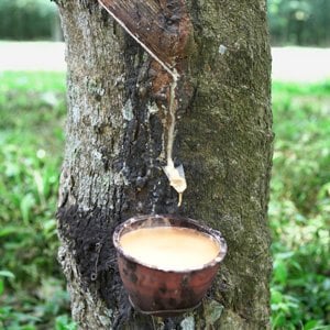rubber cultivation in india