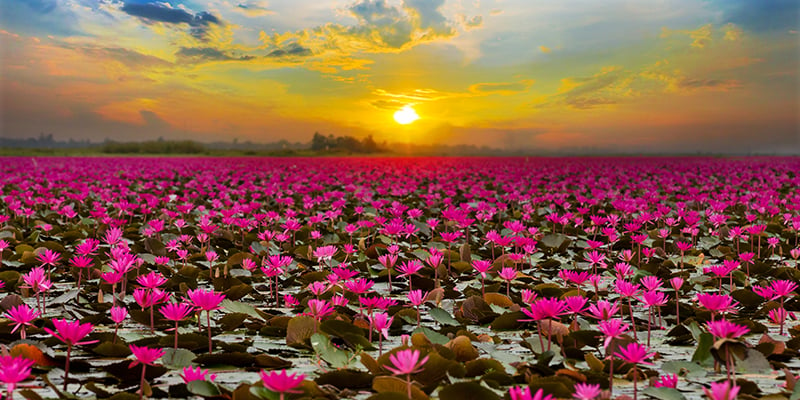 In Thai Lake Draws Tourists With Spectacular Lotus Bloom | Travel Agent Central