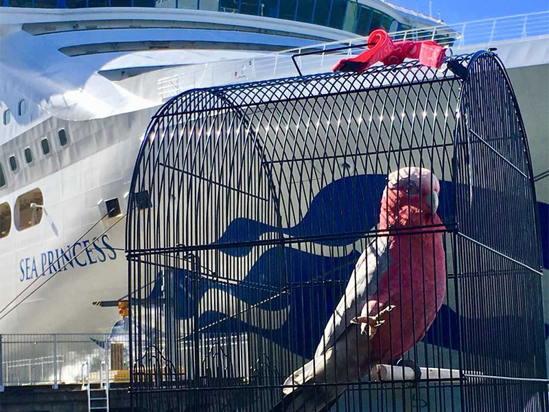 Harri the cockatoo being reunited with her family at Portside Cruise Terminal in Brisbane Australia after stowing away on t