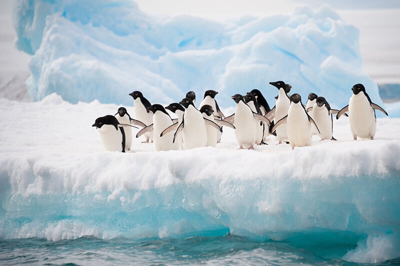penguins Antarctica