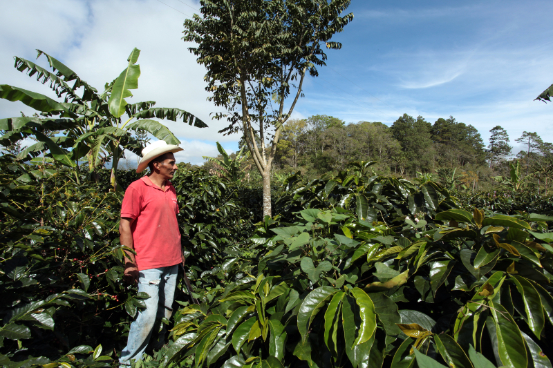 A Honduran coffee farmer stands among some plants