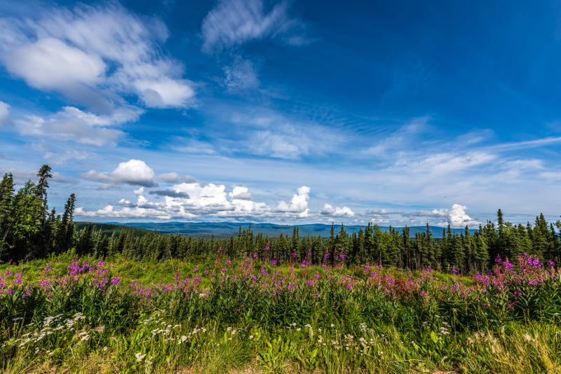 Fairbanks Alaska Summer