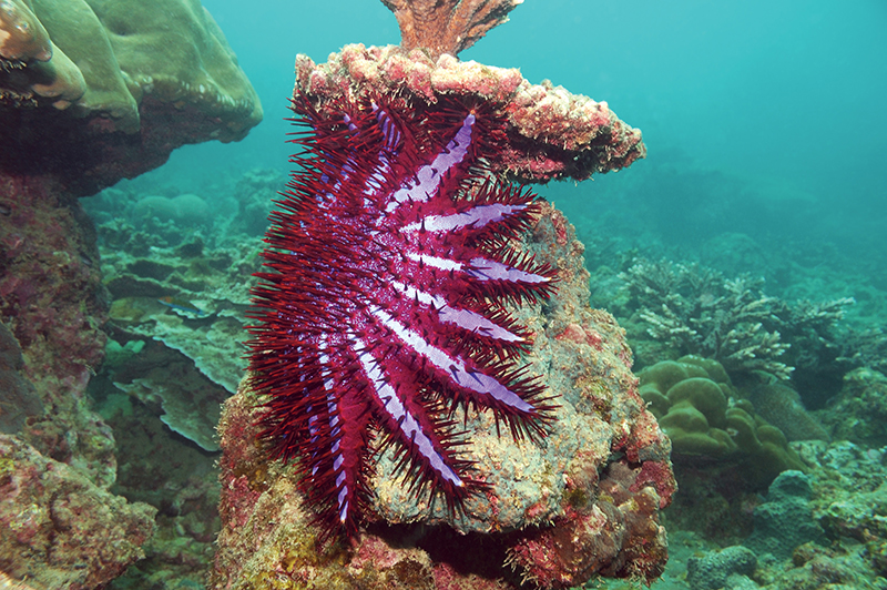 crown of thorns starfish on coral reef