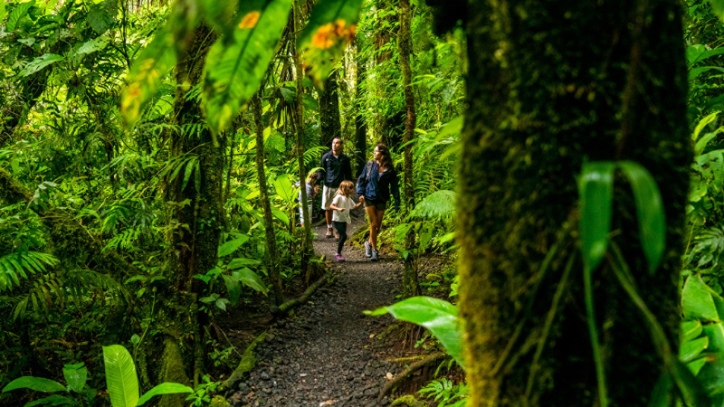 A family of four walks on a trail through the rainforest