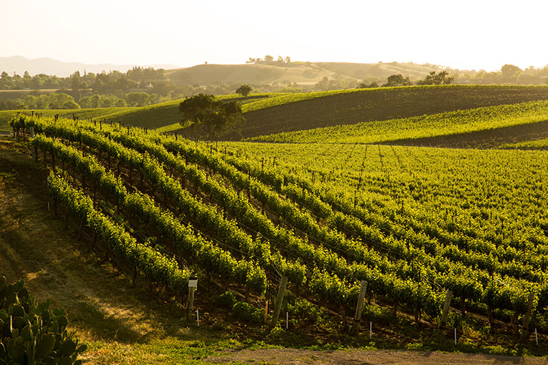 A California winery