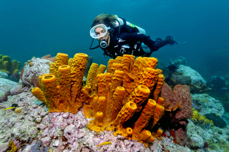 Image of a woman diving near a coral reef 