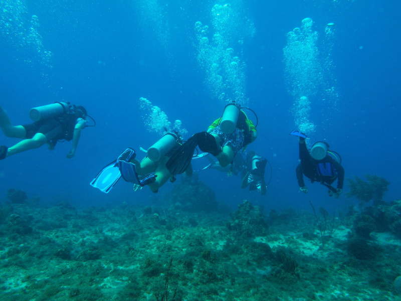 Divers submerged in the ocean searching for coral 