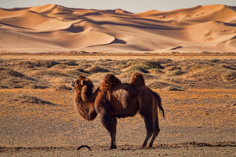 Image of a lone camel with desert sand in the distance 