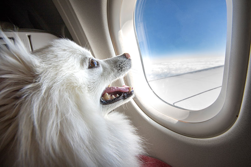 Dog looking out an airplane window