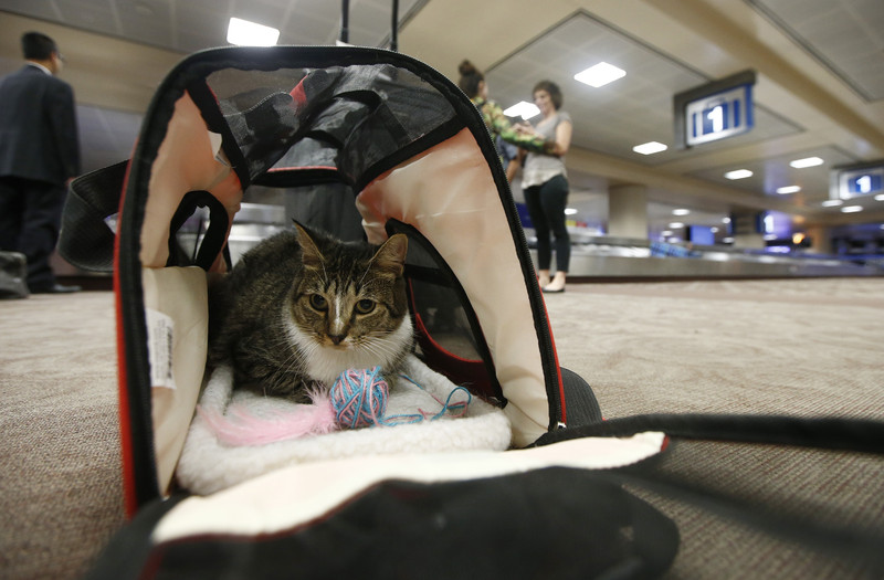 Kitten in a pet carrier in an airport