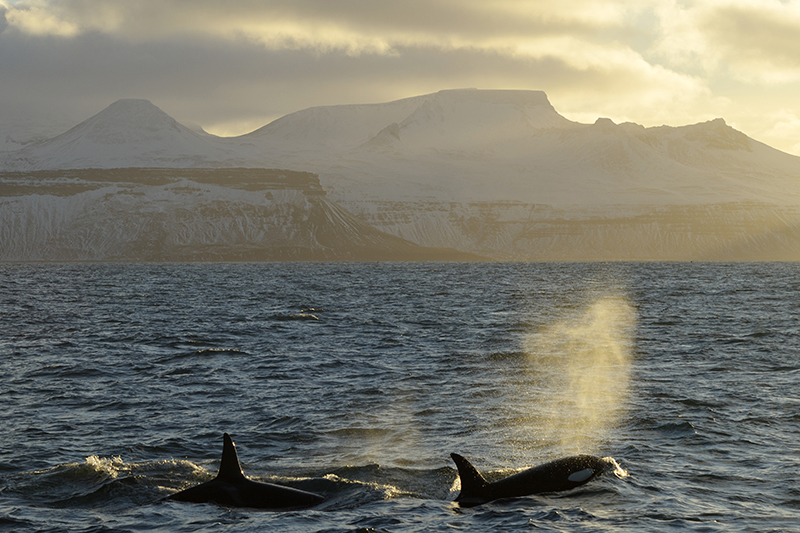 Orcas in Iceland