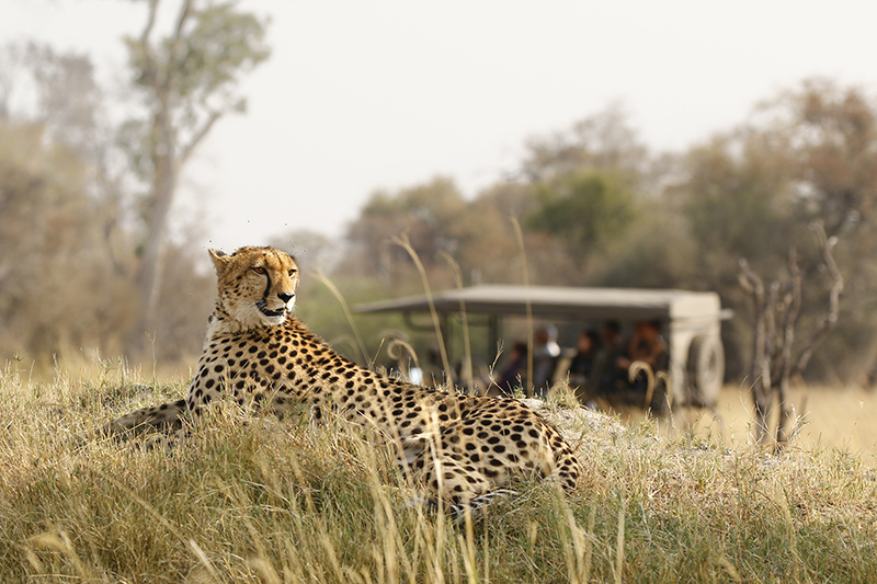 Cheetah on safari