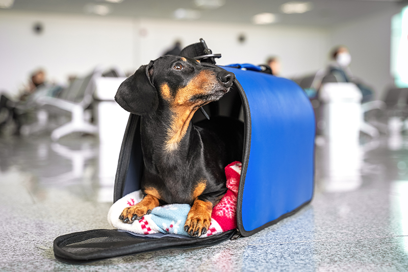 Emotional Support Animals No Longer Classified as Service Animals | Travel  Agent Central