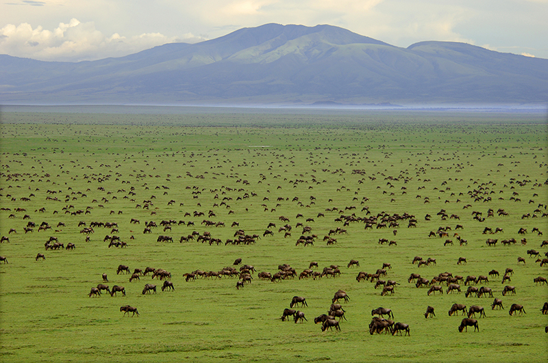 Herd of Gnu in Serengeti