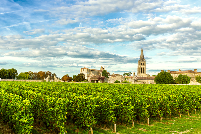 Vineyard in Bordeaux France with city behind