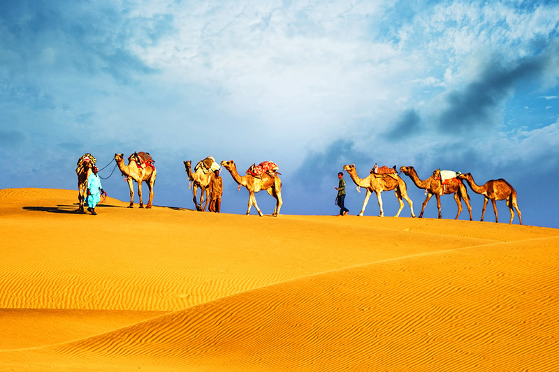 Dubai Camel Caravan Avanti Destinations