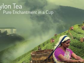 CEYLON TEA – FINEST TEA IN THE WORLD