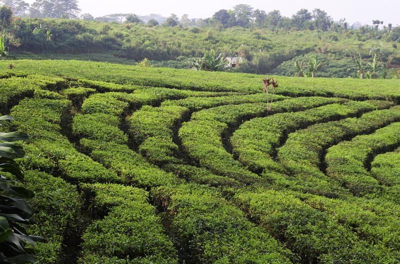 Agri Technology Agriculture and the Global Tea Industry