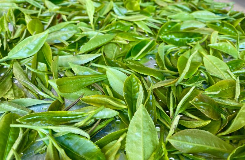 Bella Vista Tea Company - Fresh Tea Leaf