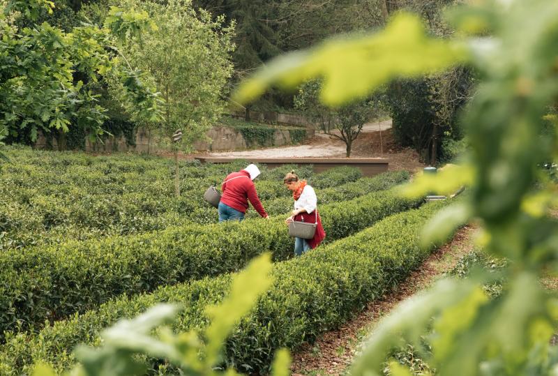 European Tea Study - Europe Tea Research Report - Single Estate Teas 