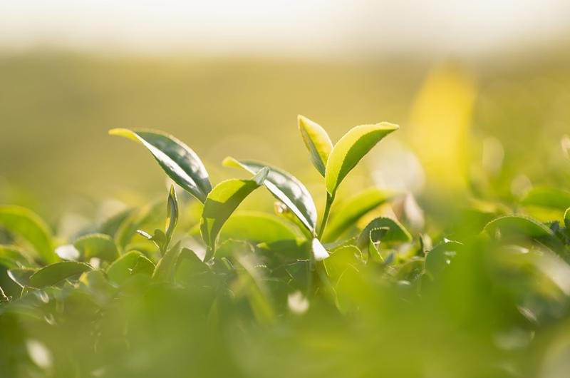 Report State of the Global Tea Industry Issues 2023 