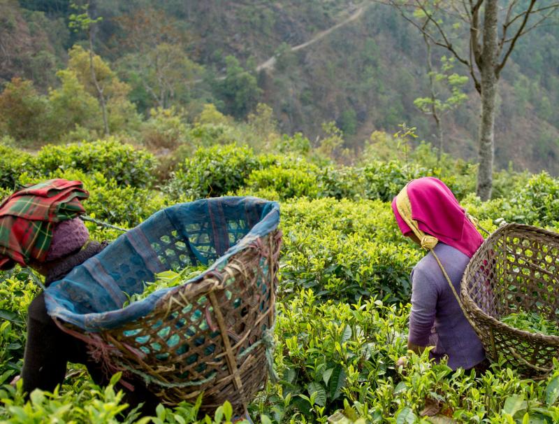 Nepal Tea Organic Teas