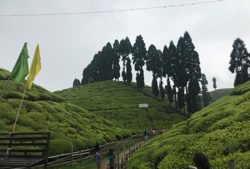 Tea Industry Climate Change Crisis Darjeeling India Tea Farms Planters