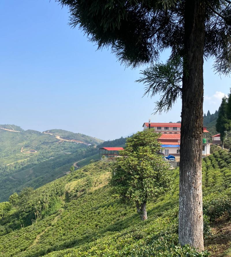 Siddha Devi Tea Estate Nepal