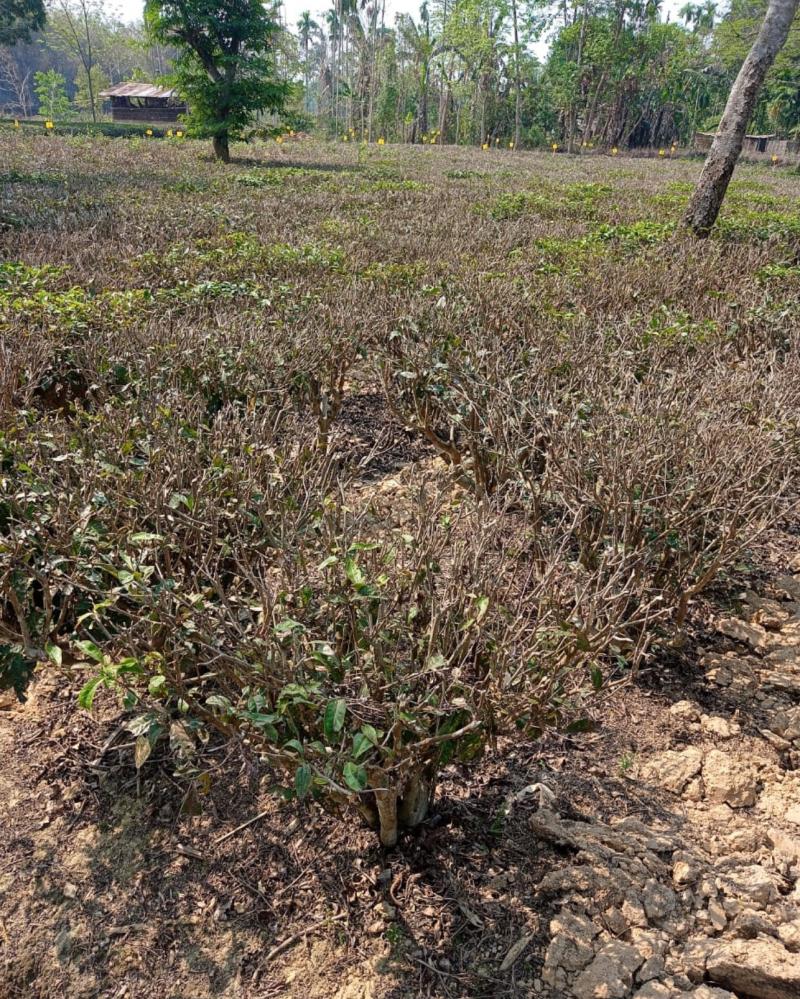 Assam Drought Tea Industry