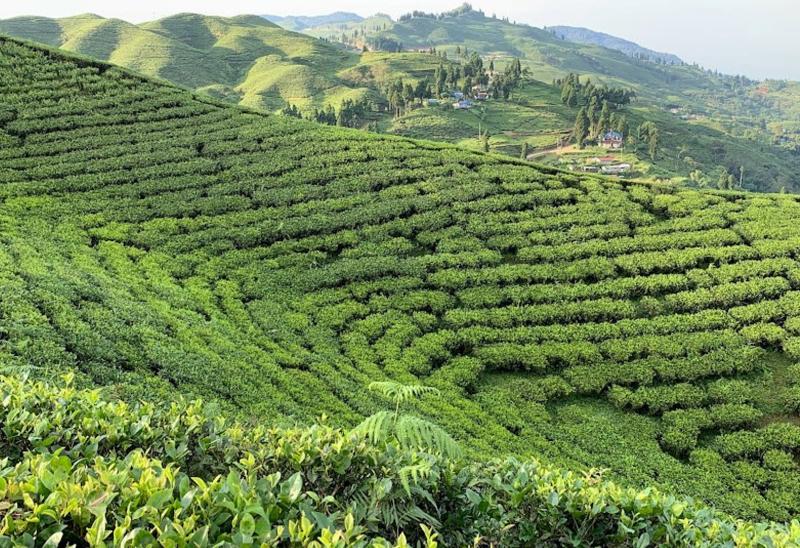 Nepal Tea Landscape