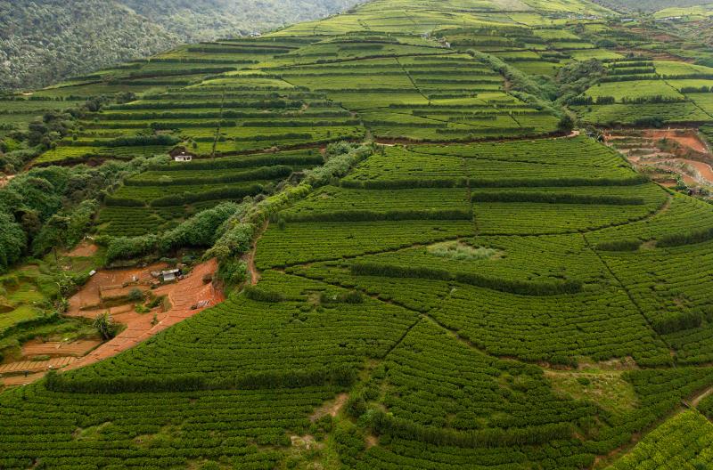 Sri Lanka Tea Industry 2022