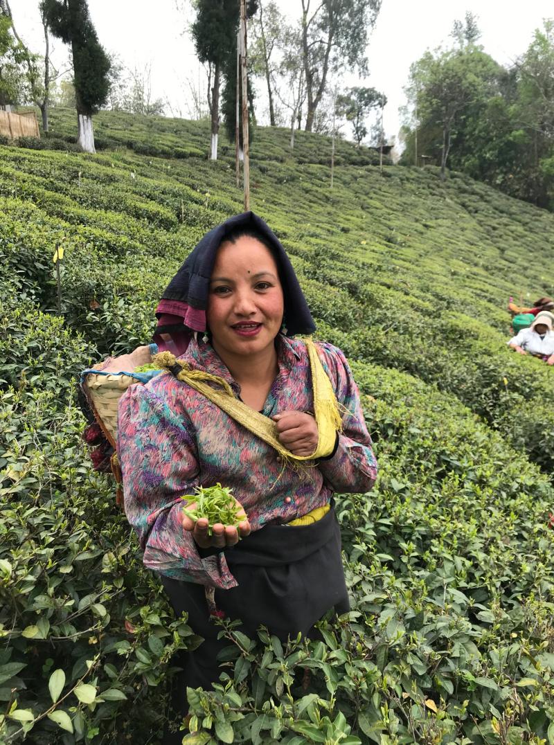 Tea Plucker at Tumsong Tea Estate