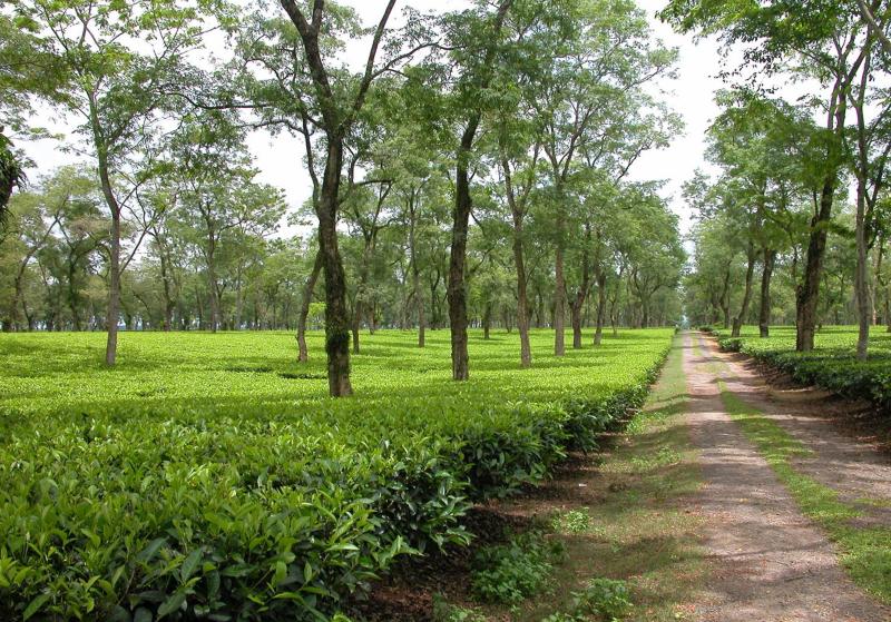 Tea Tourism Assam India