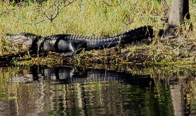 Alligators galore were spotted during an ACL shore excursion to Blue Spring State Park near Orange City, FL.