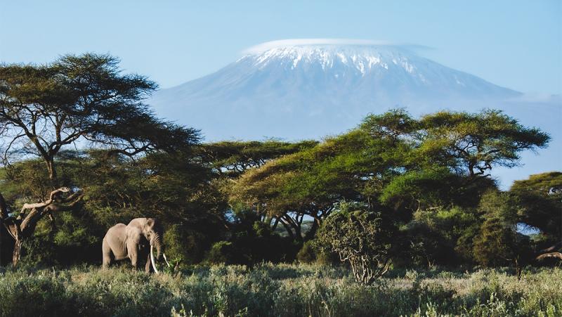 Angama Amboseli_Photo by Jeremy Goss_ Super Tusker Elephant