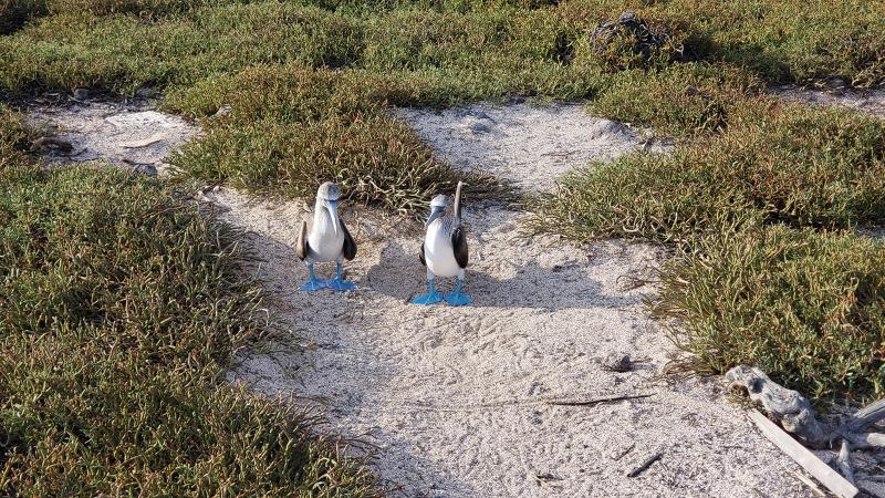 Blue footed boobies on North Seymour Island 