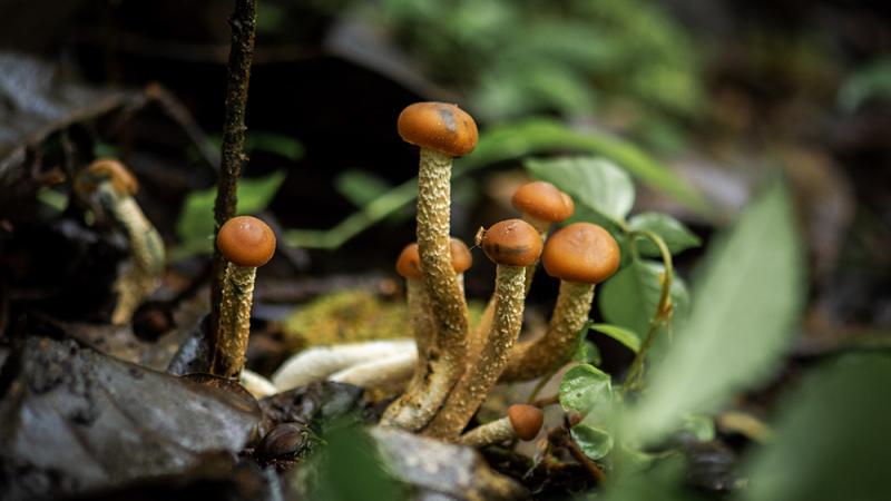 A mushroom in soil