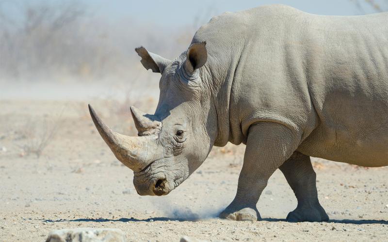 Etosha Heights - White Rhino