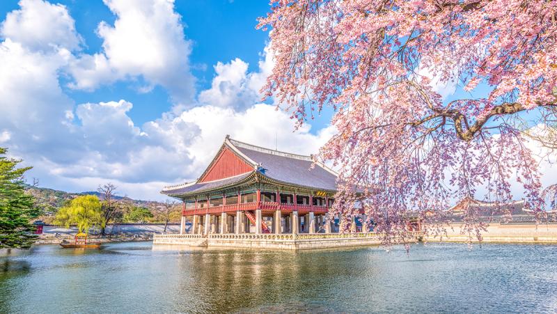 Cherry blossoms at Gyeongbokgung Palace in Seoul, South Korea