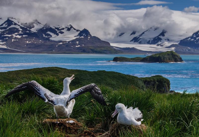 A wandering albatross couple seen nesting on Prion Island, South Georgia. 